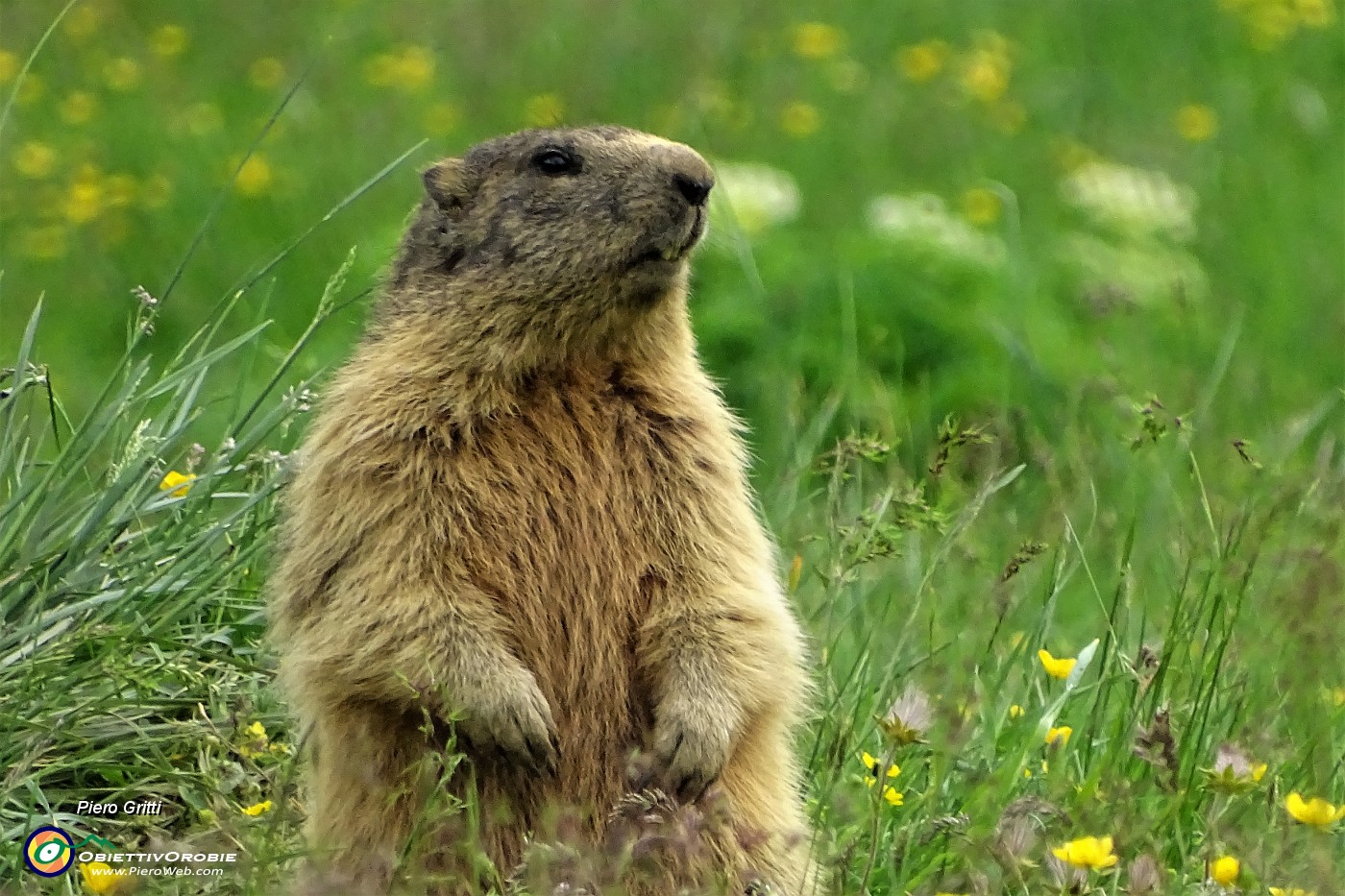 96 Marmotta in sentinella tra il verde dei pascoli ai Piani dell'Avaro.JPG